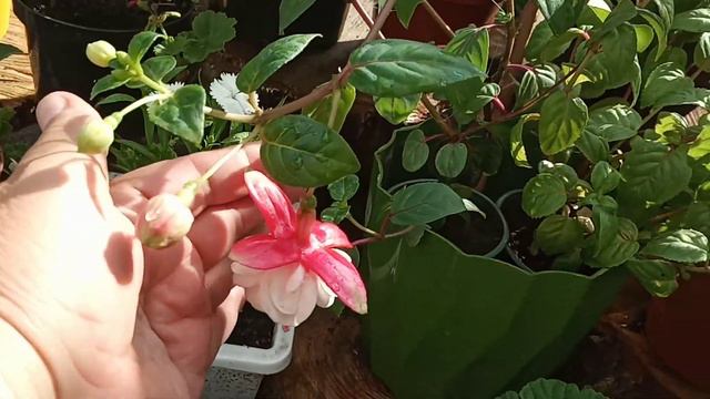 Комнатные цветы на улице после грозы. смотреть онлайн