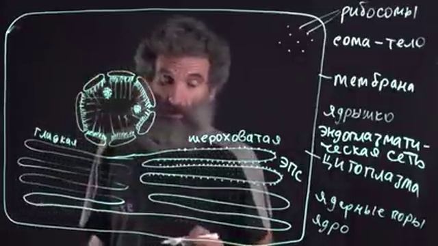 Цитология. Лекция 1. Строение клетки. Окштейн И.Л. смотреть онлайн