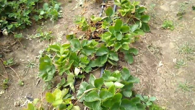 Обзор клубники Купчиха, Азия, Флер, Кабрилло