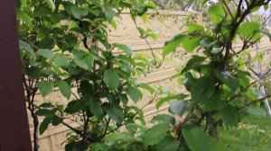 АКтинидия Пурпурная.Киви  Хейворд 2020