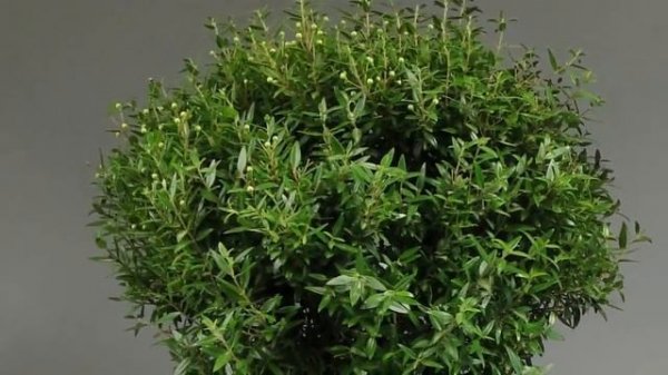 Что МИРТ приносит в дом? Миртовое дерево – приметы и суеверия.