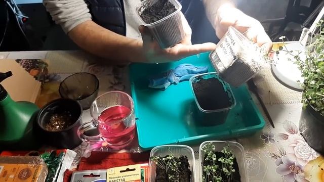 ЛАВАНДА взошла шеткой ДВА ПРОВЕРЕННЫХ СПОСОБА как посеять семенами смотреть онлайн