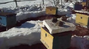 Пчеловодство. Как поставить улей правильно.