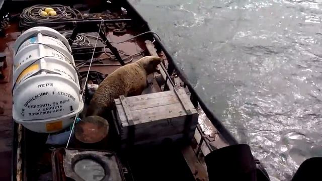 Морской лев на катере смотреть онлайн