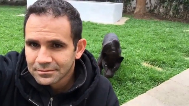 Ягуар крадется к жертве смотреть онлайн