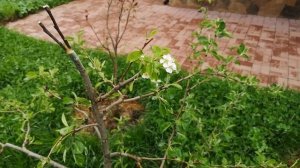 Прививаем на грушу яблоню, на яблоню грушу, на сливу вишню и черешню.