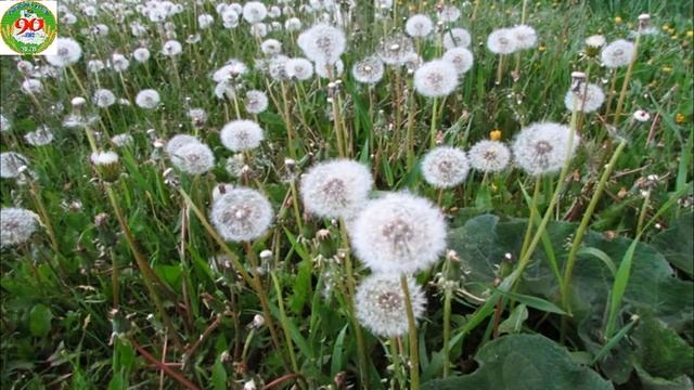 Видеоэкскурсия "Тихая моя Родина" Ларихинское сельское поселение смотреть онлайн