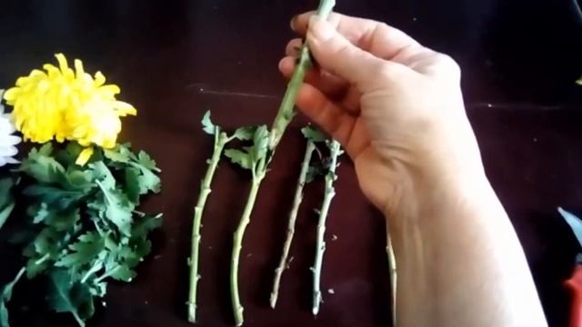 Черенкуем ХРИЗАНТЕМУ смотреть онлайн