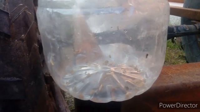 Сколько опарышей из яйца и опилок смотреть онлайн