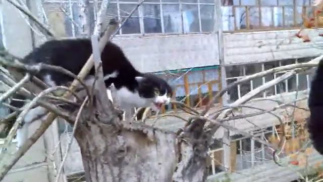 как мы снимали кошку с дерева смотреть онлайн