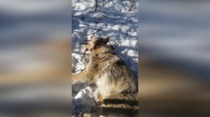 Матерая волчица чуть не ушла/ Потерял надежду найти ее / ОХОТА НА ВОЛКА В БУРЯТИИ