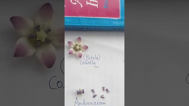 Family-asclepiadaceae. смотреть онлайн
