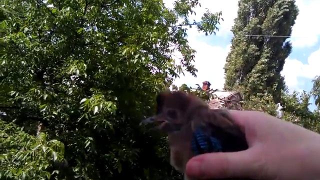 Загадочная ручная птица сойка смотреть онлайн