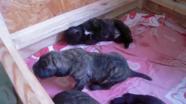 Щенки ДОГО КАНАРИО 17 дней смотреть онлайн