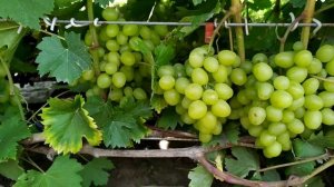 Виноград Арни на 17.08.2020