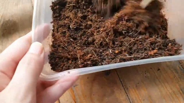 Guide: Paano magpatubo ng Mayana/Coleus from seeds | Known you Wizard Mix смотреть онлайн