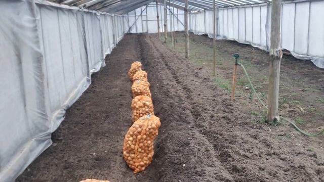 Садим лук на перо, с опозданием/ купили для хозяйства ещё технику/ козлёнок уехал. смотреть онлайн