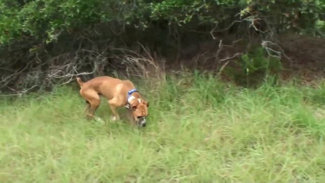 ОГРОМНАЯ ОПУХОЛЬ НА ЛАПЕ У БОКСЕРА (Спасли бездомную собаку). Ветеринарное ранчо на русском смотреть онлайн