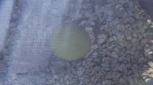 Мучной червь. Разведение мучного червя.