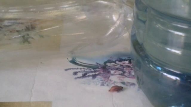 Первые шаги колорадского жука смотреть онлайн