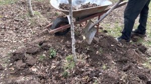 Как окапывать фруктовые деревья?