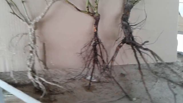 Как правильно высаживать розы, питомник роз Полины Козловой смотреть онлайн