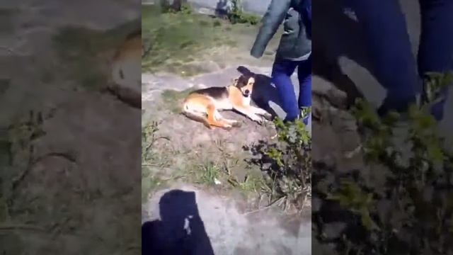 Придумал собаке имя.Чабо. смотреть онлайн