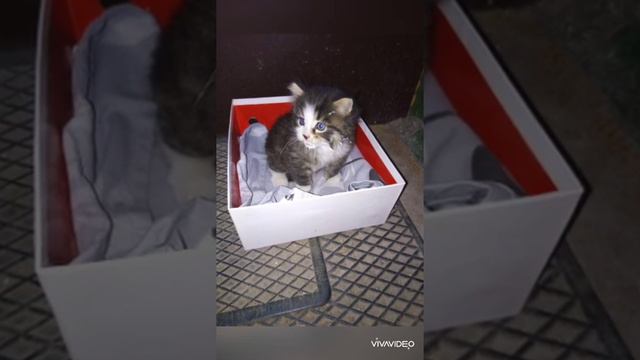 Мой кот Макс 🐱 смотреть онлайн