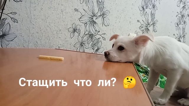 ?ЛОЛА ХОЧЕТ КУСОЧЕК СЫРА? смотреть онлайн