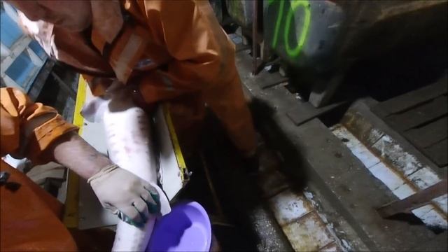 Инкубация осетра от А до Я глазами рыбовода. Получение малька осетра смотреть онлайн