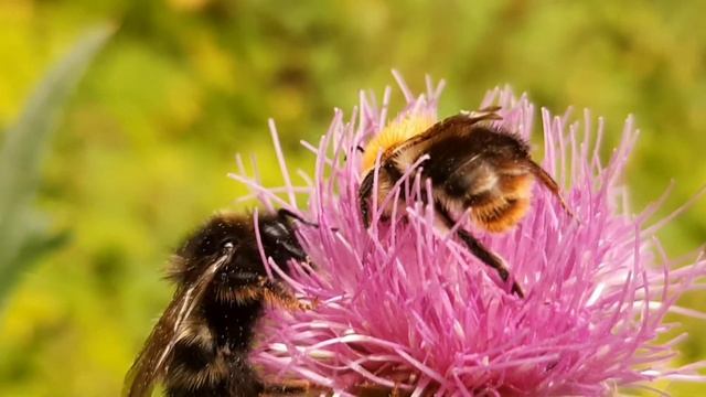 Мир Морских Зверей