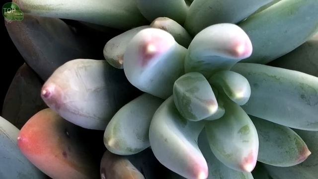 10 Variedades de Pachyphytum смотреть онлайн