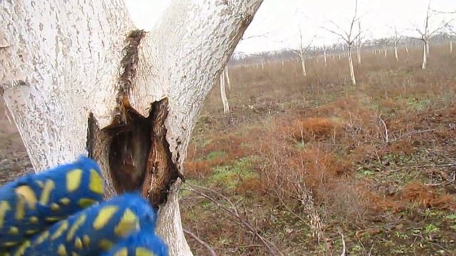 Грецкий орех. ЧТО ДЕЛАТЬ ЕСЛИ ОТСЫХАЮТ ЕЖЕГОДНО ДЛИННЫЕ ПОБЕГИ. смотреть онлайн