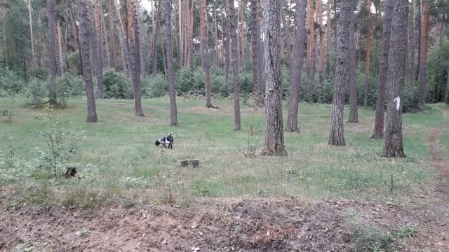 Русский спаниель команда "подай" смотреть онлайн