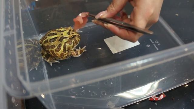 Кормим чакскую рогатку смотреть онлайн