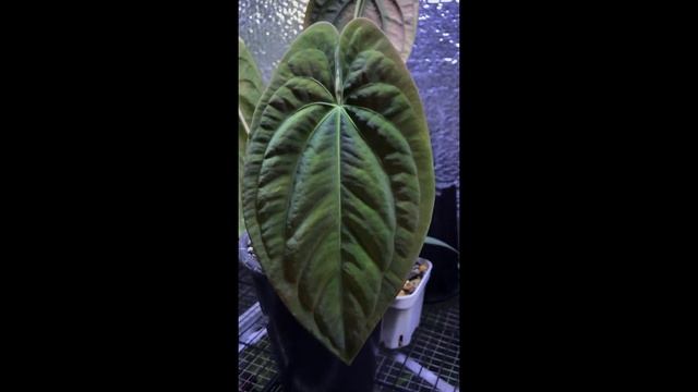 anthurium DARK PHOENIX смотреть онлайн