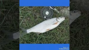 Подуст и рыбец отличие