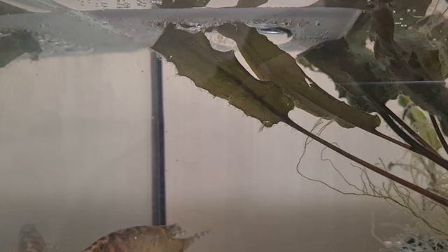 Нерест гурами. От А до малькА!