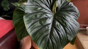 Филодендрон Пловмани, монстера, нефролепис тигр, хойя каудата: уход, пересадка, размножение иииии……