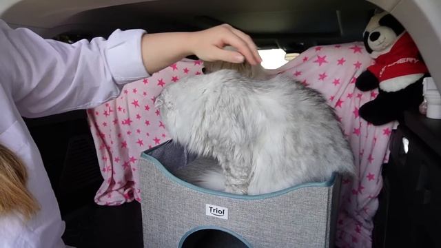 24 ЧАСА В БАГАЖНИКЕ С КОТОМ И СОБАКОЙ | ПОТЕРЯЛИ СОБАКУ, БИЛЛИ ДОГОНЯЕТ МАШИНУ смотреть онлайн