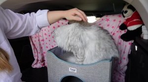 24 ЧАСА В БАГАЖНИКЕ С КОТОМ И СОБАКОЙ | ПОТЕРЯЛИ СОБАКУ, БИЛЛИ ДОГОНЯЕТ МАШИНУ