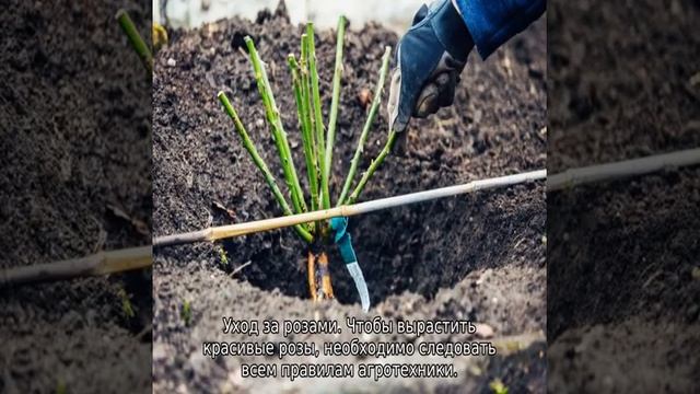 Роза Айсберг смотреть онлайн