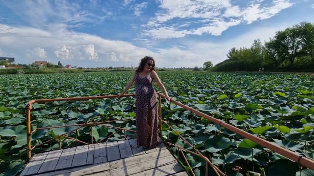 ЛОТОСЫ В АЛМАТЕ❤️ смотреть онлайн