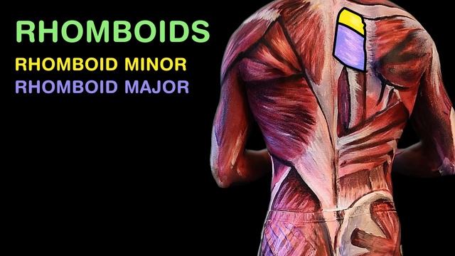 THE MUSCLES SONG (Learn In 3 Minutes!)