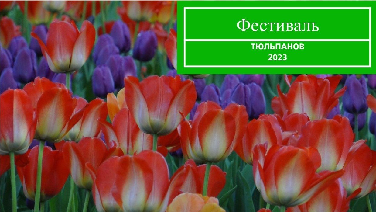 Фестиваль тюльпанов в Санкт-Петербурге 2023 смотреть онлайн