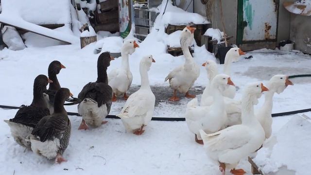 Гуси холмогорской и тулузской пород 14.01.2019 смотреть онлайн