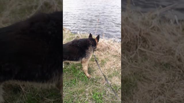 Собака и озеро смотреть онлайн