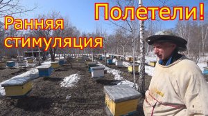 РАННЯЯ СТИМУЛЯЦИЯ!  Ревизия и сокращение семей! ПЕРВЫЙ массовый облёт