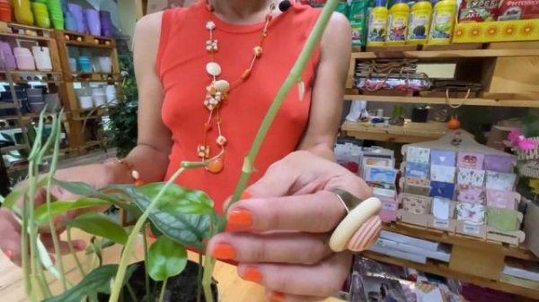 Монстера Сильтепикана - необыкновенный сорт монстеры | Обзор сорта