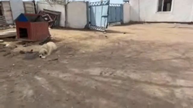 Теплица ,анонс базы. смотреть онлайн